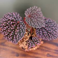 Image result for Begonia iucunda