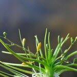 Image result for Subularia