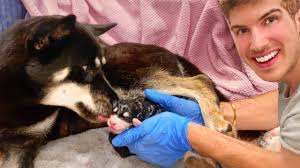 Small breed dogs typically have one to five puppies. Helping My Pregnant Dog Give Birth To 7 Puppies Youtube