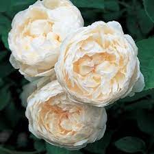 Peonie e rose, peonie e ortensie o peonie e gigli: Rose Inglesi Anziche Peonie Organizzazione Matrimonio Forum Matrimonio Com