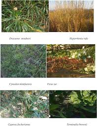 Image result for Hyparrhenia anthistirioides