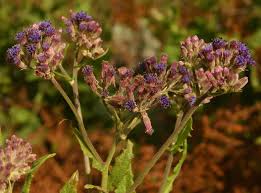 Image result for Senecio purpureus