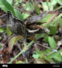 Image result for Barleria mackenii