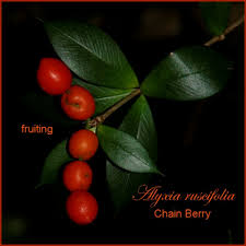 Image result for Alyxia ruscifolia