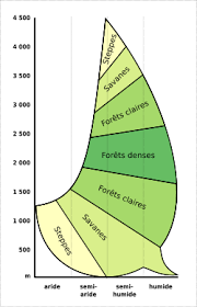 Image result for Anisotes pubinervius