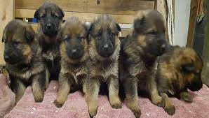 Must contain at least 4 different symbols; Gsd Puppy Adoption Process Midwest German Shepherds
