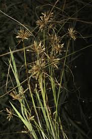 Image result for Pycreus flavidus