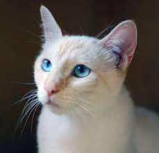 All available kitties for sale kitties for adoption retired breeding cats breeding cats. Cat Ready For Adoption Flame Point Siamese Named Shiva In San Clemente Ca Balinese Cat Beautiful Cats Baby Cats