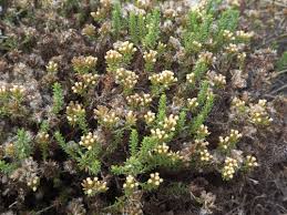 Image result for Helichrysum asperum