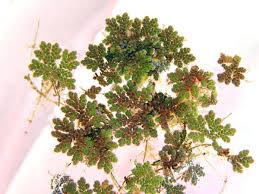 Image result for Azolla pinnata