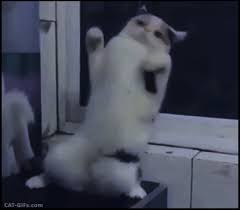 Party Hard Funny Dancing Cat When Your Jam Comes On In The Club More Funny Cat Gifs Http Www Cat Gifs Com Raising Kittens Cat Gif Cats
