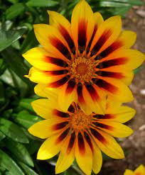 Rose of sharon florist was founded in null in santa maria, california. Gazania Sunburst Santa Barbara Ca Brown Flowers Flower Field Beautiful Flowers
