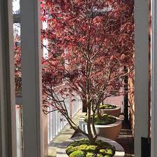 New The 10 Best Home Decor With Pictures Trio Of Tall Acer Trees Working Perfectly In Symmetry On This Line Terrace Plants Tree Work Interior Decorating