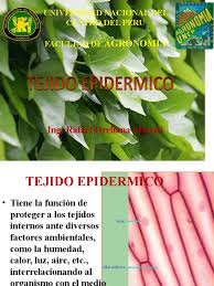 5 Tejido Epidermico