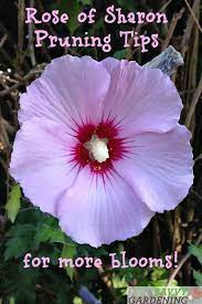 Discover The Best Time Of Year For Pruning A Rose Of Sharon Rose Of Sharon Tree Rose Of Sharon Rose Of Sharon Bush