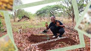 Image result for Vangueriopsis lanciflora