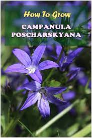 If You Want A Beautiful Flower Bed In The Garden Or A Lovely Flower Pot On The Sill Let S Explore The Characteristics An Campanula Edible Flowers Plant Growth