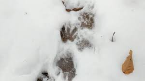 Identifying Raccoon Tracks In Snow: Winter Trail Behavior