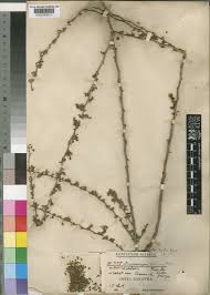 Image result for Ormocarpum zambesianum