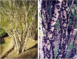 Image result for Vernonia fractiflexa