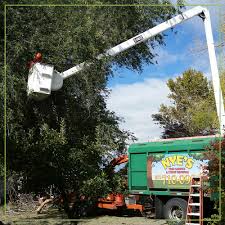 Maybe you would like to learn more about one of these? Ogden Layton Tree Cutting Stump Removal Nye S Tree Service