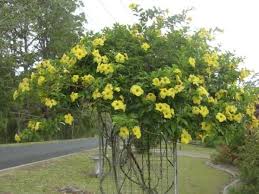 Pin On Alamanda