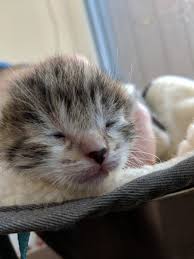 Why are kitten's eyes closed when they're born? Kitten Academy On Twitter Tiny Eyes Just Starting To Open It S The Inner Corner That Opens Just A Tiny Bit First Then A Couple Days Later It S Eyes Wide Open Https T Co Fpx4ixwhq3