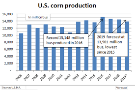 U S D A Sees Corn Production Down 3 6 Soybeans Down 19