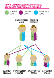 Heterozygous individuals that can pass on recessive, abnormal conditions are referred to as:. What Is X Linked Inheritance Swan Uk