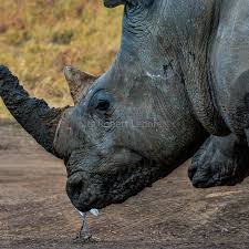 The rhinos are a symbol of conservation success, though they continue to  face challenges in their fight for survival.#Fantazmegorical.com  #magicalkenyalive