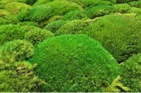 Es gibt 301 steine kaufen garten anbieter, die hauptsächlich in asien angesiedelt sind. 1 Qm Kugelmoos Echtes Frisches Moos Kaufen Fur Moosgarten Garten Grab Friedhof Eur 134 90 Picclick Fr