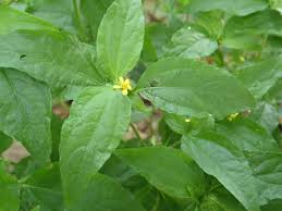 Image result for Synedrella nodiflora