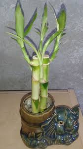 At this stage in the game you need to decide you want to re pot into a larger container (so the roots can grow outward) or trim the roots back a bit. This Is Cute Lucky Bamboo Plant Water When U See The Water Lessen In The Pot Every 3 Weeks Indoor Bamboo Plant Lucky Bamboo Plants Bamboo Plants