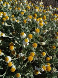Image result for Pasaccardoa procumbens
