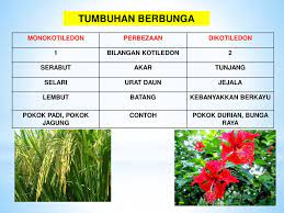 Monokotiledon atau monokot ialah sekumpulan tumbuhan berbunga yang mendominasi sebahagian besar bumi ini dengan antara 50,000 hingga 60,000 spesies; Sains Kssm Tingkatan 2 Bab 1 Ppt Download