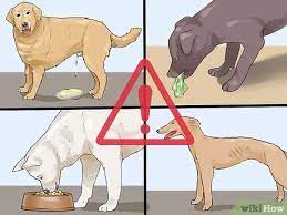 How To Diagnose And Treat Transient Diabetes In Dogs 10 Steps