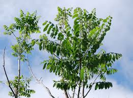 Image result for Toona