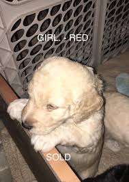 Check spelling or type a new query. Turkey Ridge Mini Labradoodles Of Ohio Home Facebook
