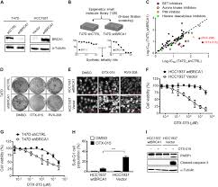 Brca1 Deficiency Sensitizes Breast Cancer Cells To Bromodomain And Extra Terminal Domain Bet Inhibition Oncogene