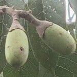 Image result for Canarium schweinfurthii