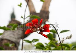 Image result for Erythrina madagascariensis