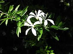 Image result for Turraea obtusifolia