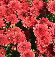 Savona Red Belgian Mum Plant Chrysanthemum Plant Chrysanthemum Growing Planting Mums