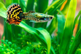 Care Guide For Guppies The Most Popular And Colorful Livebearer Aquarium Co Op