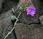 Image result for Lophiocarpaceae