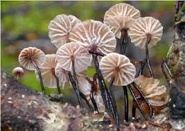 Image result for Marasmius sp.
