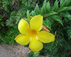 Download gambar bunga mawar merah tumblr. Gambar Bunga Cantik Indah Terlengkap Dosenpintar Com