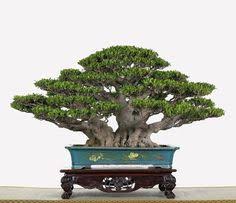 One of the challenges that you are bound to experience is leaves falling off your. 120 Ficus Bonsai Ideas Bonsai Ficus Bonsai Tree