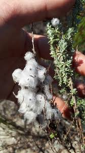 Image result for Eriocephalus racemosus