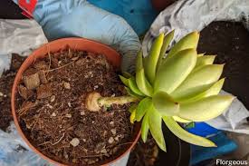 We did not find results for: When And How To Repot And Replant Succulents A Complete Guide Florgeous